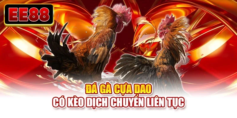 Đá gà cựa dao có kèo dịch chuyển liên tục