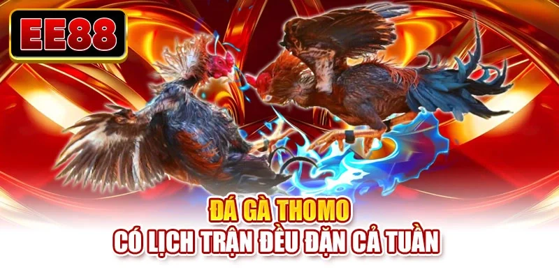 Đá gà Thomo có lịch trận đều đặn cả tuần 